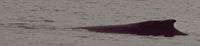 Yet another image viewer